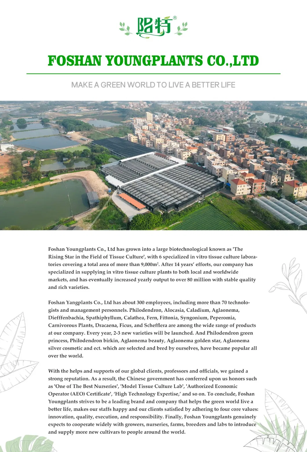 Alocasia Melo Live Natural Tissue Culture Plugs Tray Plants