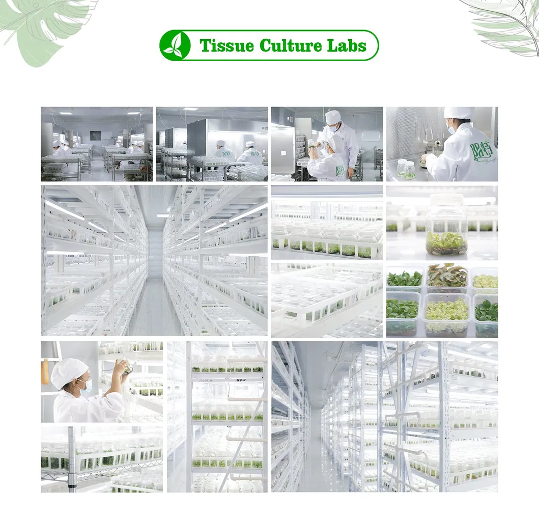Alocasia Melo Live Natural Tissue Culture Plugs Tray Plants