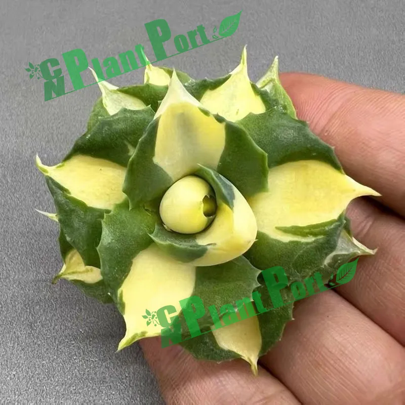 Live Succulents Small Bonsai Wholesale Fresh Agave Americana Mediopicta Aurea Export