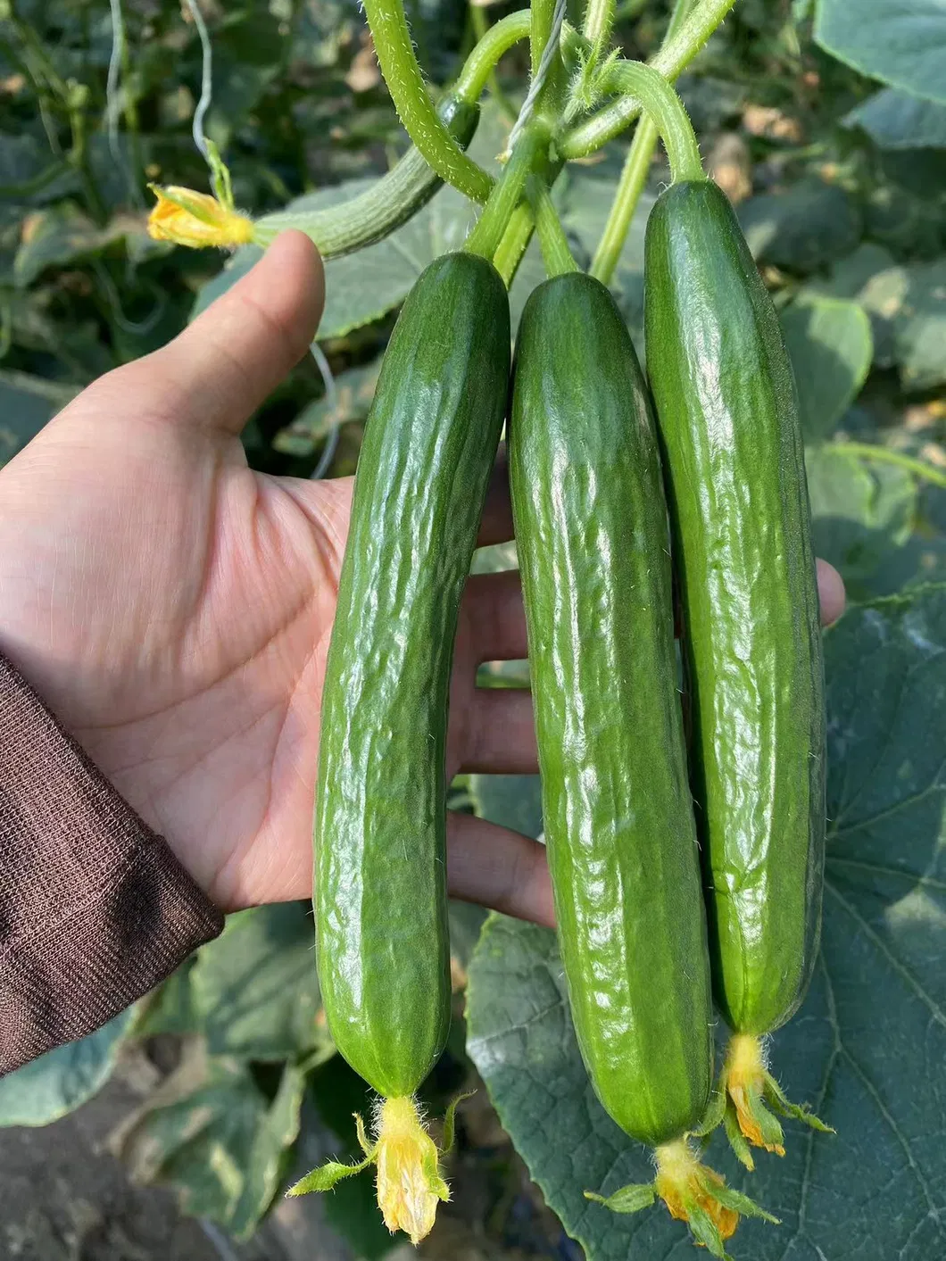 Cucumber Seeds Mi9 Multi Fruits Cucumber Seeds