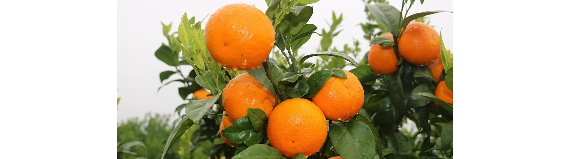 Fresh in Season High-Quality Fresh Mandarin Oranges