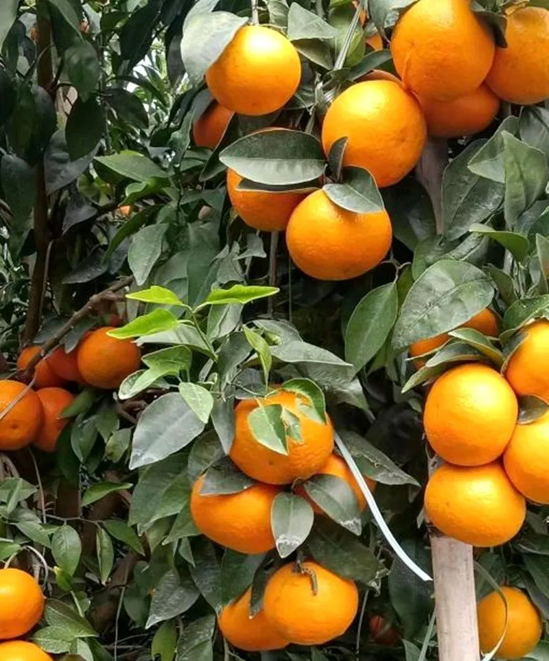 Fresh in Season High-Quality Fresh Mandarin Oranges