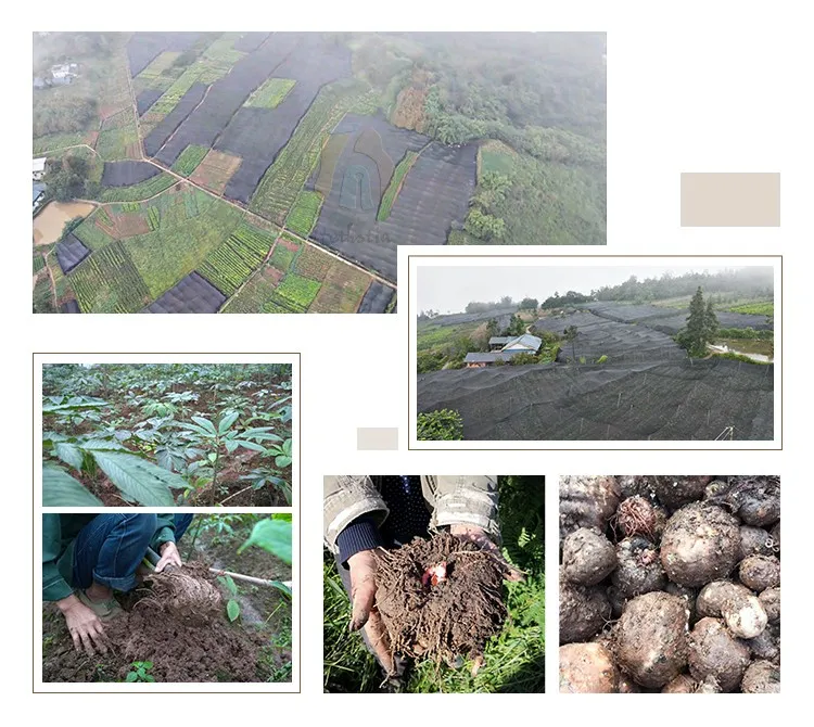 High-Protein Pasta Vegan Soy Plant-Based Low Carb Easy to Make Keto Friendly Pasta