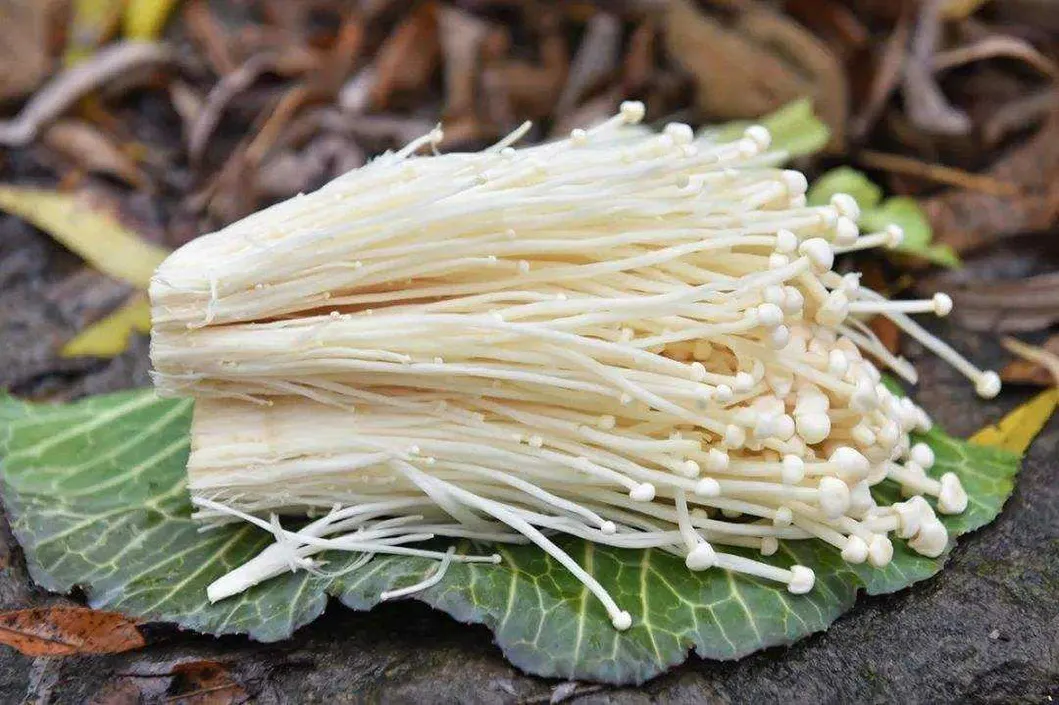 Residual Substances From Shiitake Mushroom Extraction & for Feed & for Fertilizer & Rich Organic Matter & Mushroom Residue