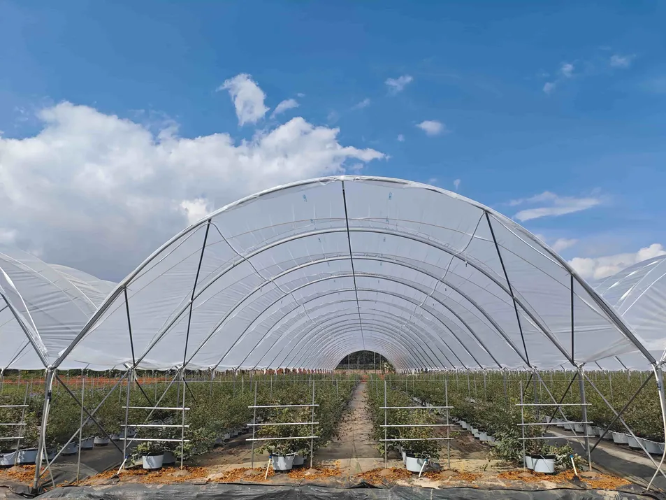High Quality Durable Thin Anti-Rust Commercial Film Greenhouse for Seedling Nurseries