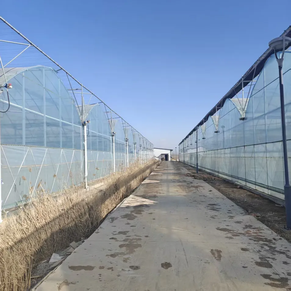 High Quality Durable Thin Anti-Rust Commercial Film Greenhouse for Seedling Nurseries