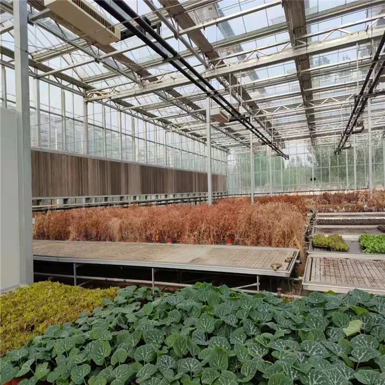 Sturdy Advanced Corrosion-Resistant Venlo Greenhouse with Enhanced Structural Integrity