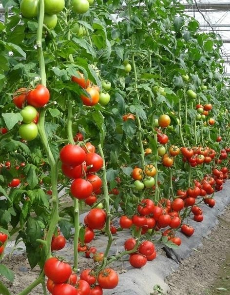 Natural Organic Fish Protein Powder Flake Fertilizer Raw Material