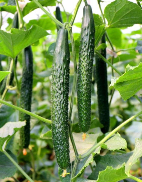 Natural Organic Fish Protein Powder Flake Fertilizer Raw Material