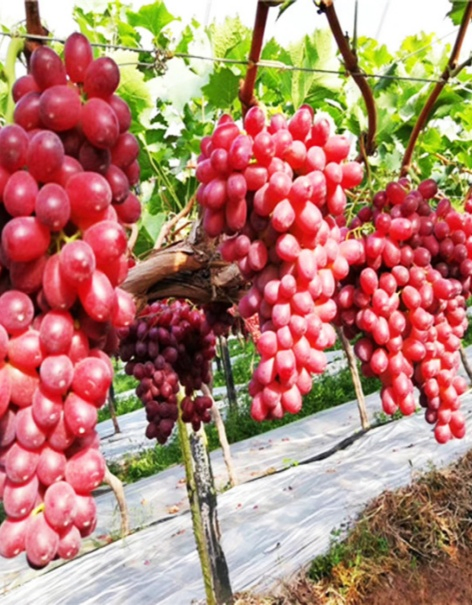 Natural Organic Fish Protein Powder Flake Fertilizer Raw Material