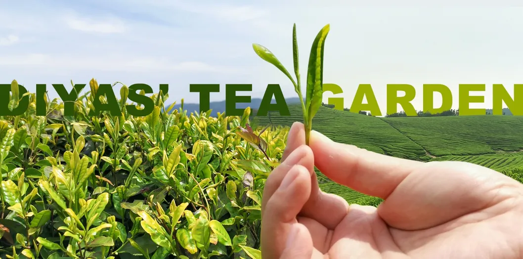 Napt Nabt 344403 9380 OEM Green Tea