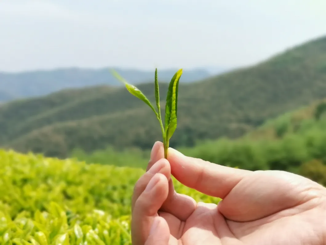 Napt Nabt 344403 9380 OEM Green Tea