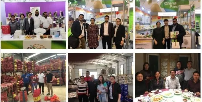 China Fresh Pears Hot Saleing to The World