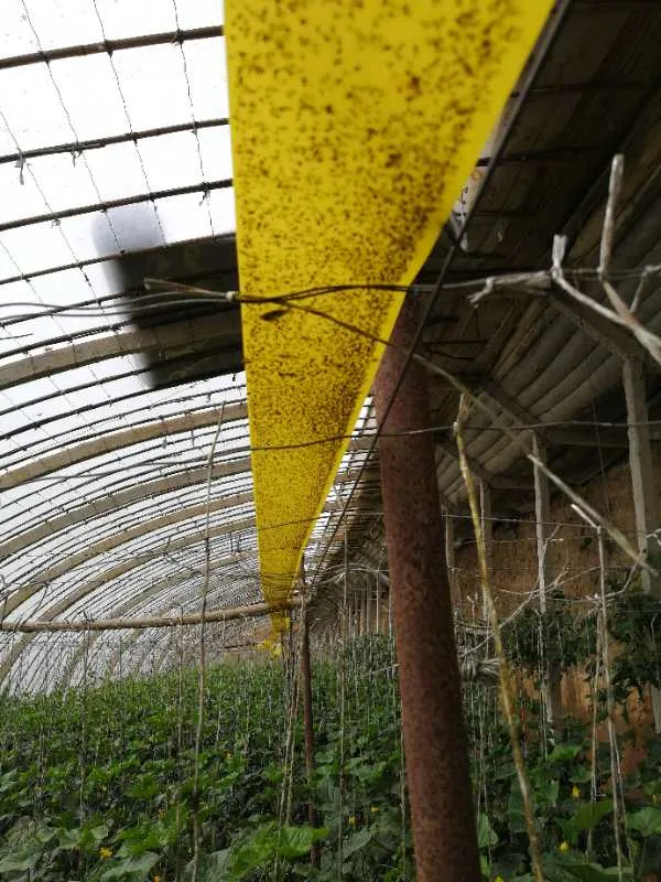 Free Sample Giant Sticky Pest Fly Trap Roll