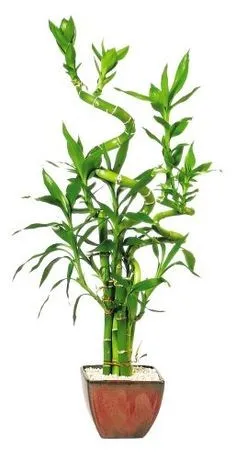 Healthy Plants Straight & Curly & Spiral Lucky Bamboo Stick Water Bonsai Home Decoration