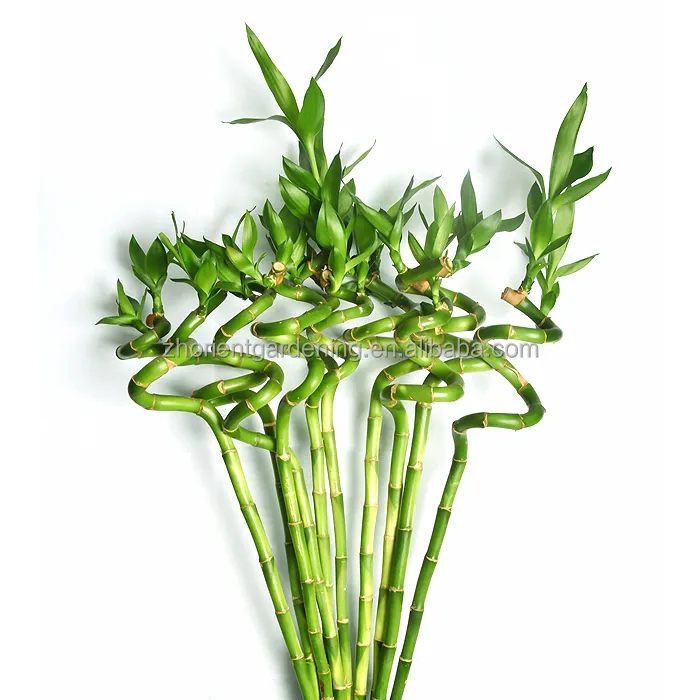 Healthy Plants Straight & Curly & Spiral Lucky Bamboo Stick Water Bonsai Home Decoration