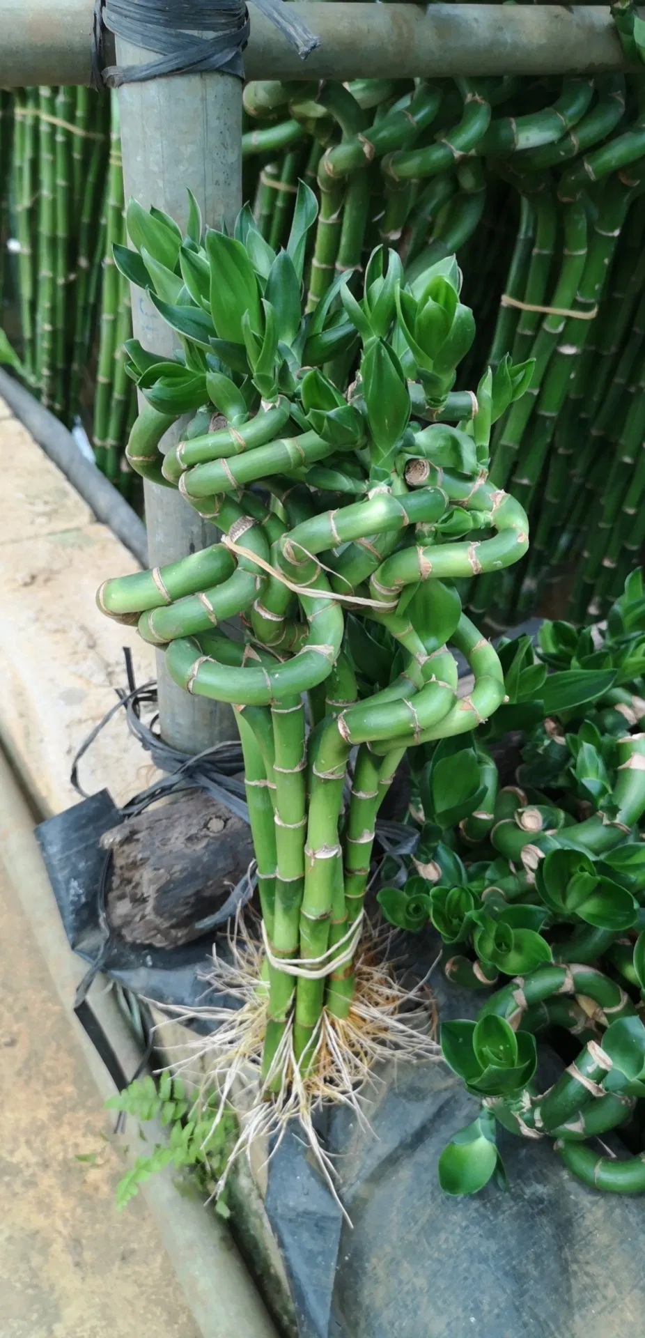 Healthy Plants Straight & Curly & Spiral Lucky Bamboo Stick Water Bonsai Home Decoration