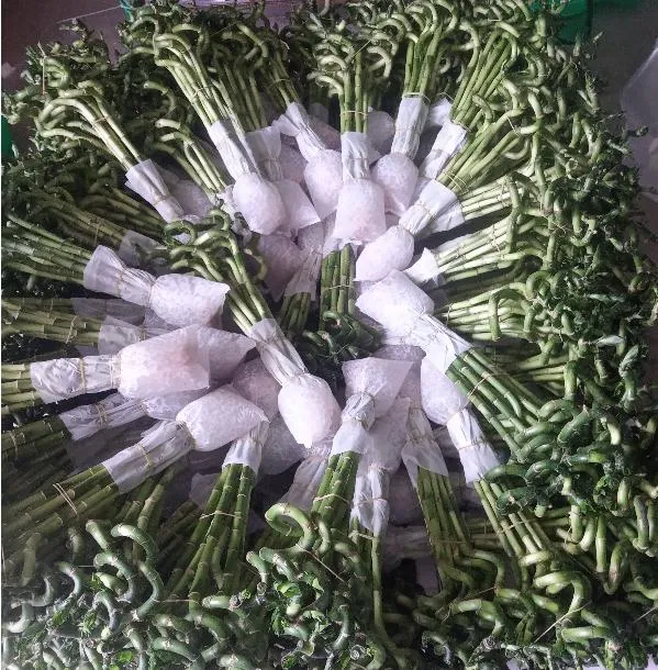 Healthy Plants Straight & Curly & Spiral Lucky Bamboo Stick Water Bonsai Home Decoration