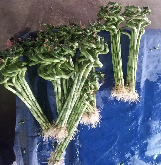 Healthy Plants Straight & Curly & Spiral Lucky Bamboo Stick Water Bonsai Home Decoration