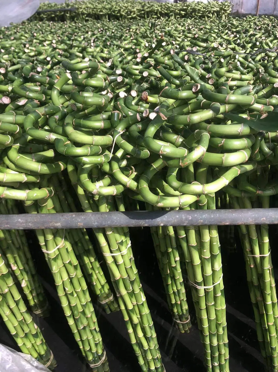 Healthy Plants Straight & Curly & Spiral Lucky Bamboo Stick Water Bonsai Home Decoration