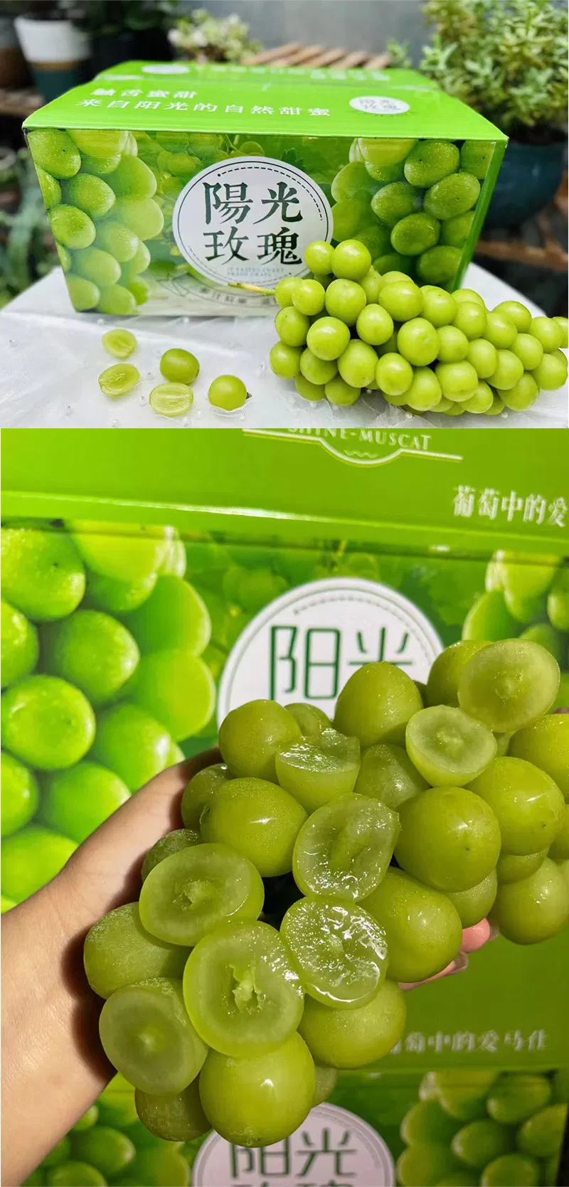 Juicy Shine Muscat Grape - Grade 1 Organic Sweetness Flavor