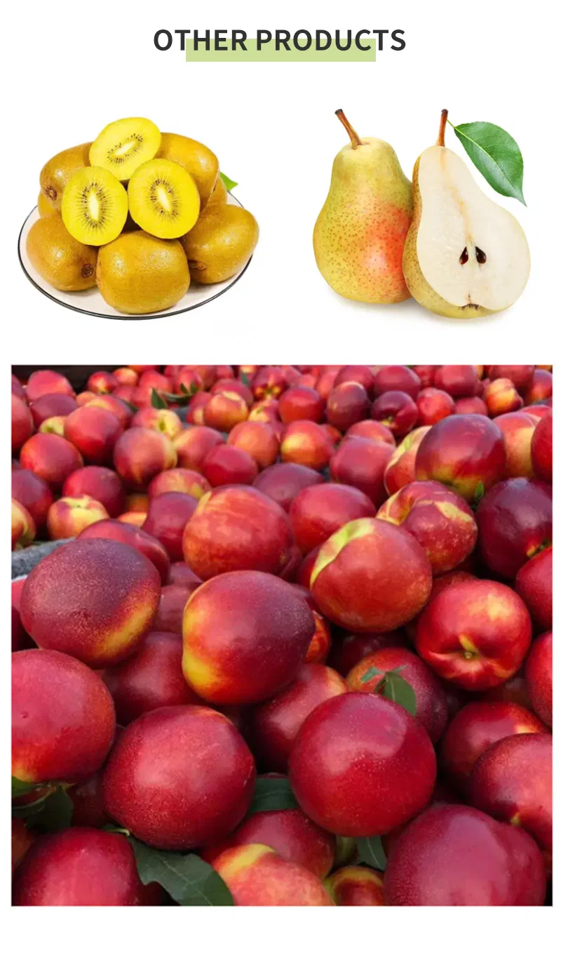 Juicy Shine Muscat Grape - Grade 1 Organic Sweetness Flavor