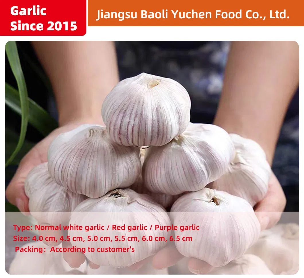 China Fresh Garlic Export