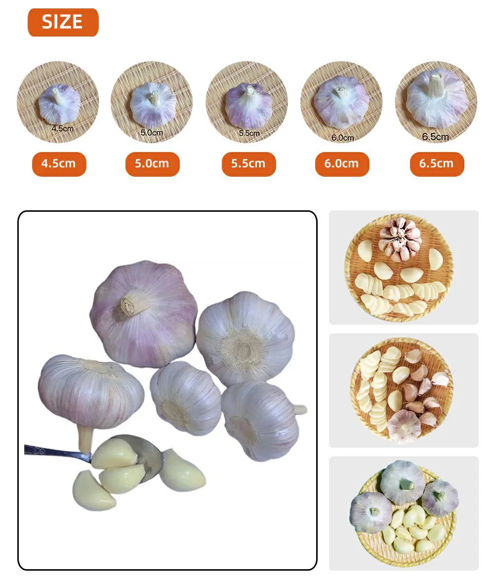 China Fresh Garlic Export