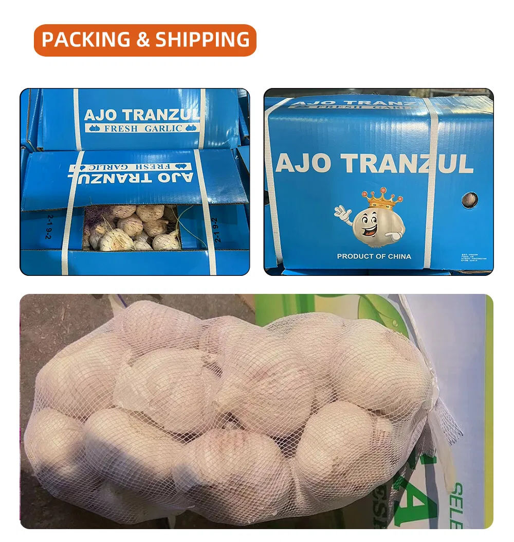 China Fresh Garlic Export