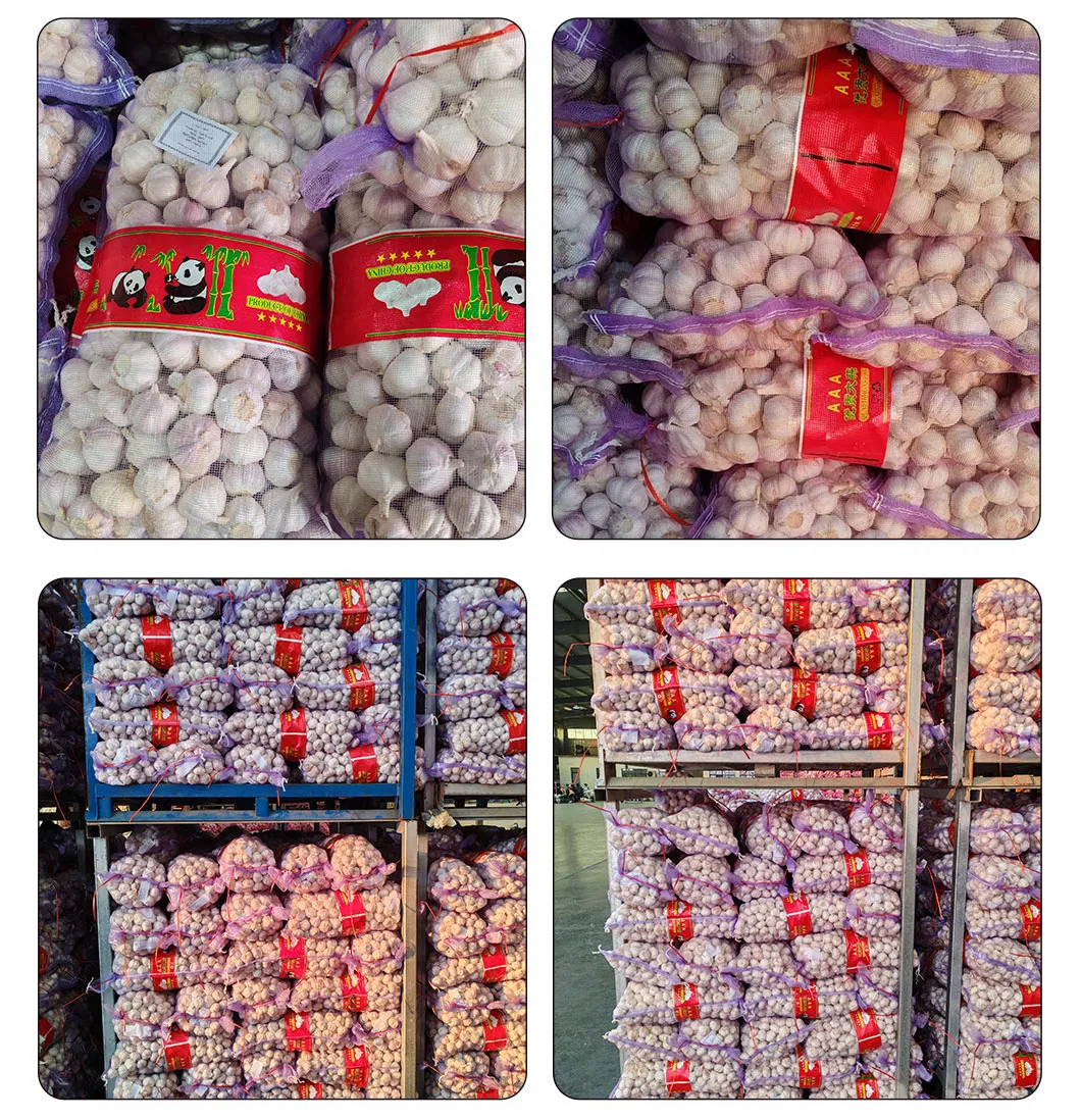 China Fresh Garlic Export