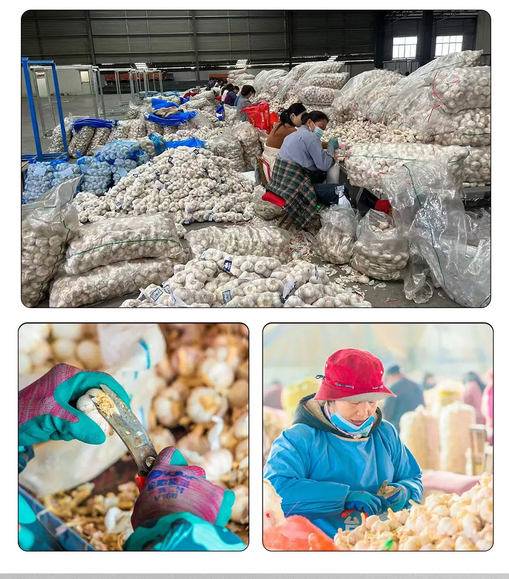 China Fresh Garlic Export