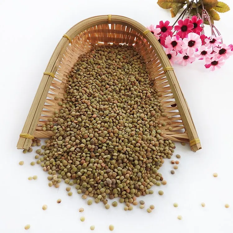 Chinese Organic Lentils Quality Green Lentils Hot Sale