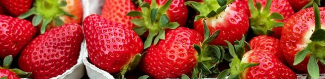 Premium Strawberry Powder for Smoothies and Baking