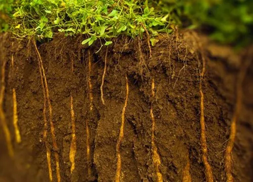 Yeast Metabolite Molasses Fermentation Organic Fertilizer Bio Fulvic Acid Potassium Fulvate