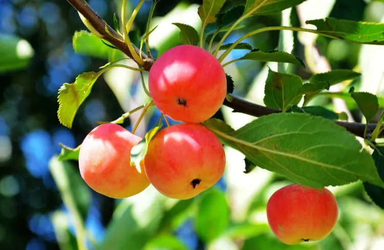 Yeast Metabolite Molasses Fermentation Organic Fertilizer Bio Fulvic Acid Potassium Fulvate