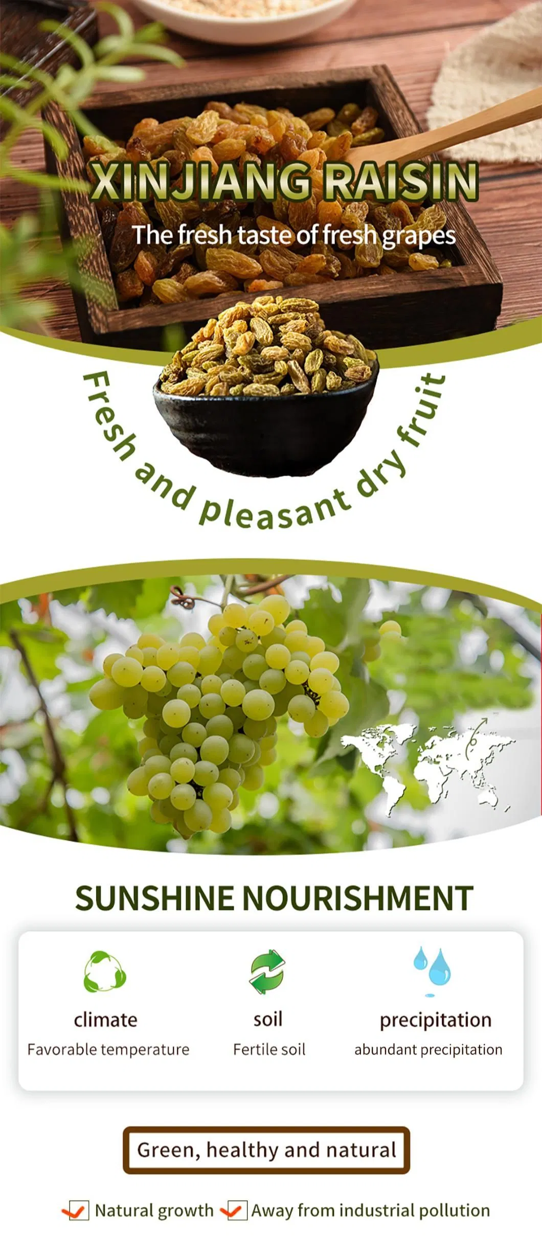 Natural Green Dry Fruit Raisins All Types of Dried Raisins