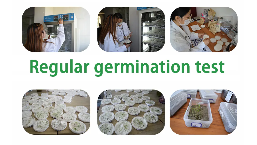 Naturix Non-GMO Arugula Seeds Vegetable Seeds for Indoor Salad Microgreens