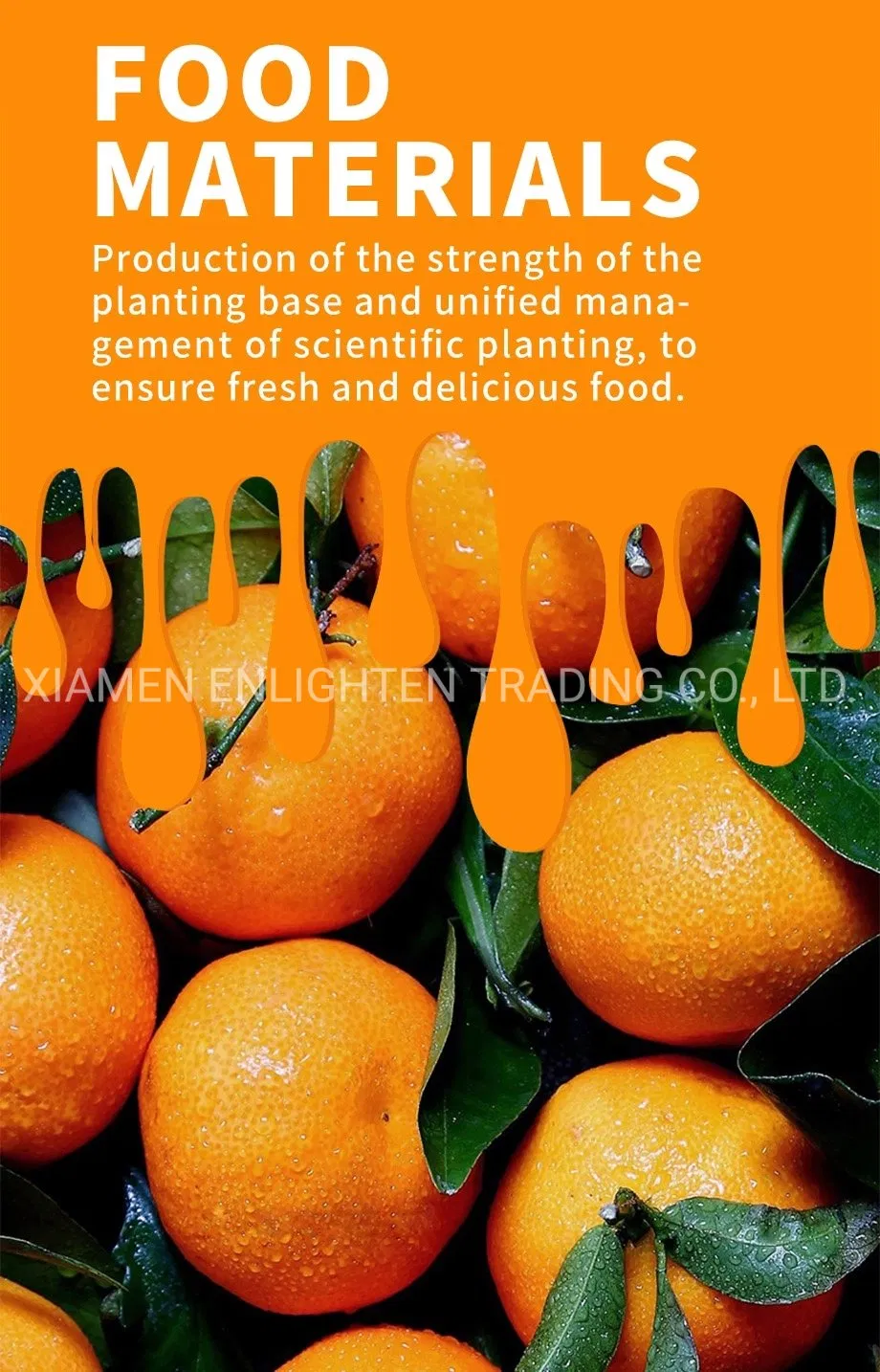 Peeled Fruit Canned Mandarin Orange in Light Syrup