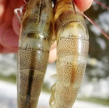 95% Bile Acid Shrimp Feed Additive Improves Feed Conversion Rate Improves Shrimp Fcr Bile Acid