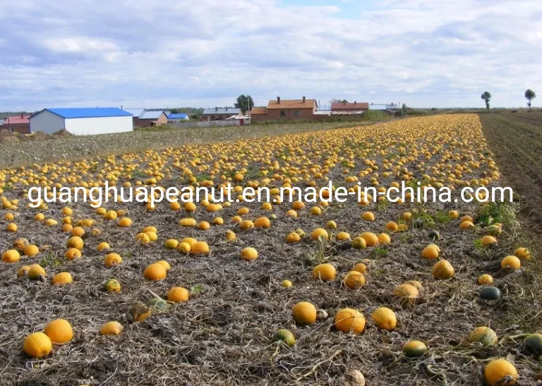 New Crop Best Quality Snow White Pumpkin Seeds