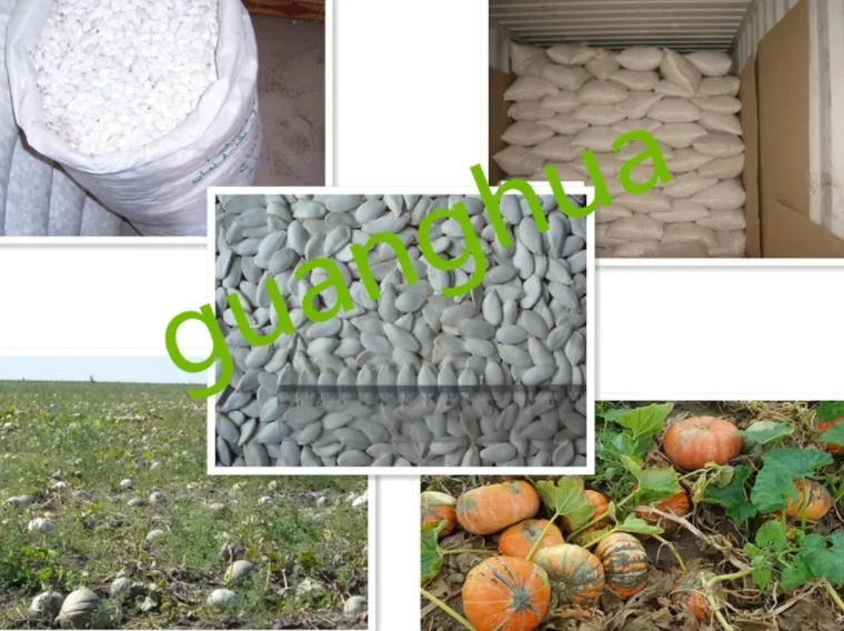 New Crop Best Quality Snow White Pumpkin Seeds