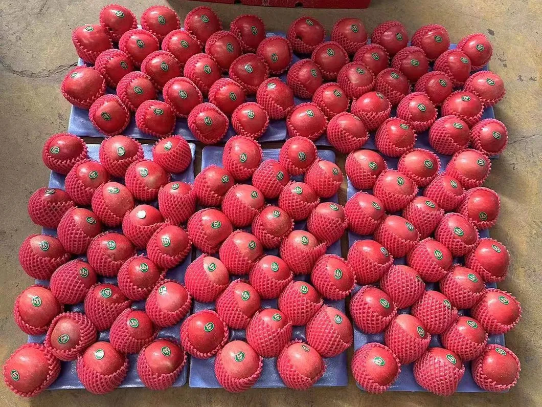 New Crop Wholesale OEM Preserved Fresh Red Delicious Star Full Blush FUJI Huaniu Apple