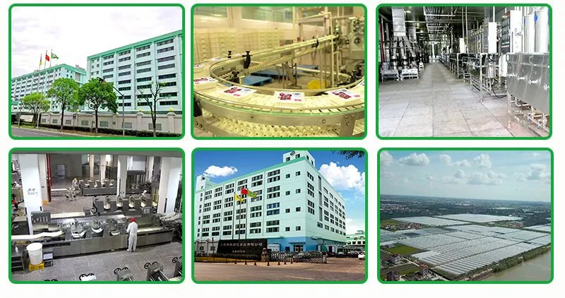 Ifs Factory High Quality Cheaper Price Asian Noodles