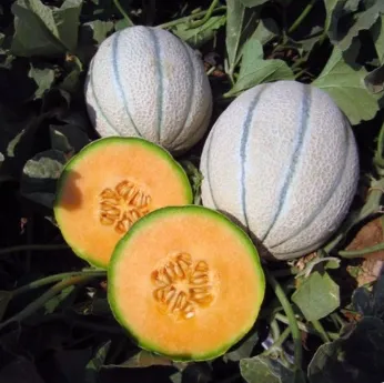 Hybrid F1 Net Hami Melon Seeds with Orange Flesh for Sowing
