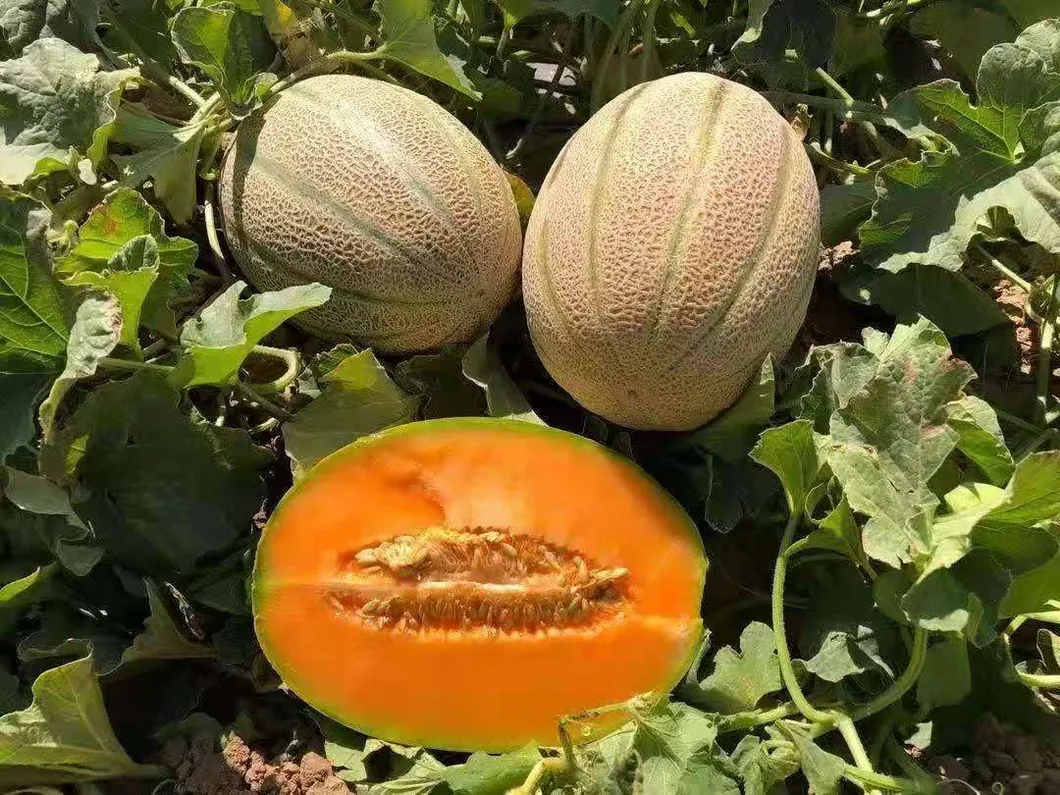 Hybrid F1 Net Hami Melon Seeds with Orange Flesh for Sowing