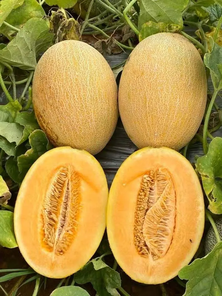 Hybrid F1 Net Hami Melon Seeds with Orange Flesh for Sowing