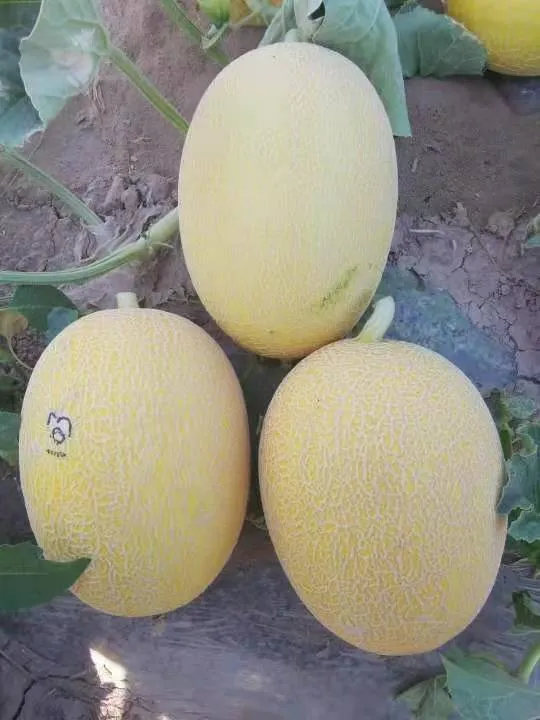 Hybrid F1 Net Hami Melon Seeds with Orange Flesh for Sowing