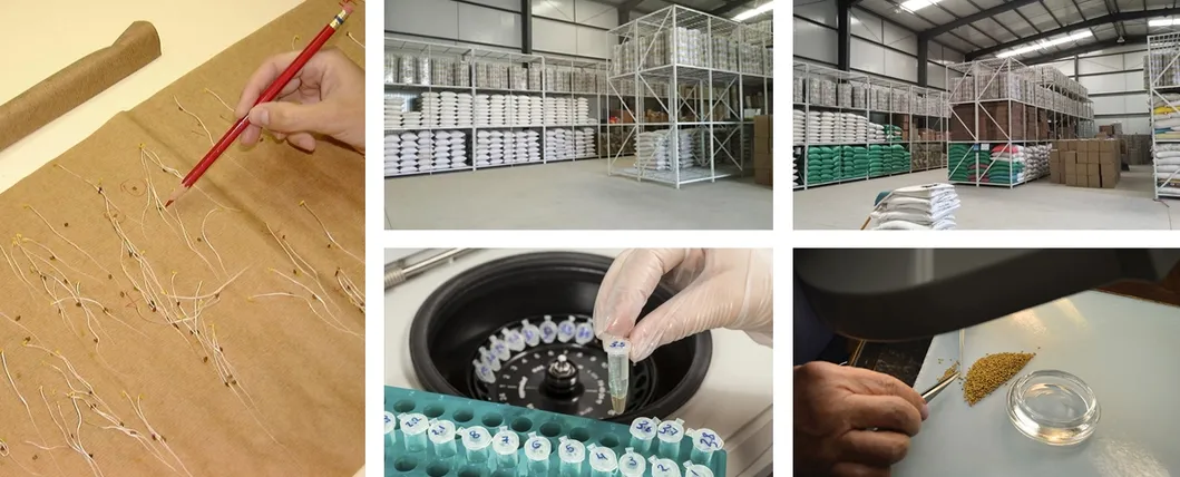 Hybrid F1 Net Hami Melon Seeds with Orange Flesh for Sowing