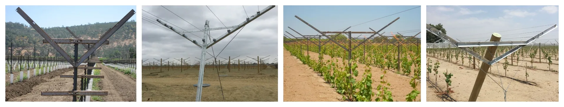 Universal Vineyard Trellis Systems Required by Grape Planting Industry/Grape Cultivation/Viticulture