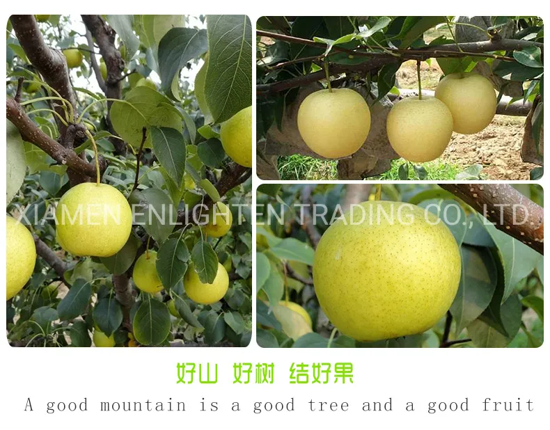 No Preservatives Natural No Added Sweeteners Canned Fruit Pear Halves